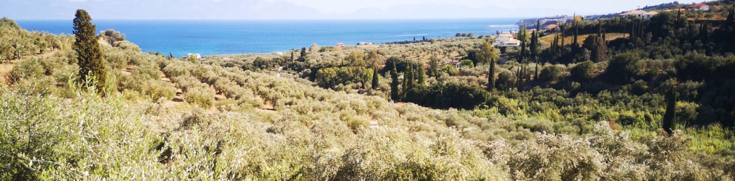 Olivevalley